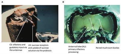 In Search for the Retrievable Memory Trace in an Insect Brain